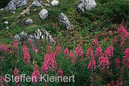 dolomiten - blueten 068